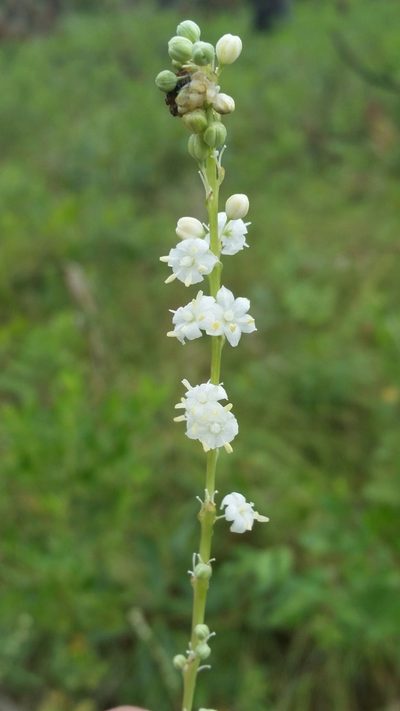 Nolina atopocarpa, photographed by Jay Horn