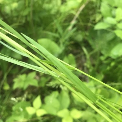 Sphenopholis pensylvanica, photographed by Summit Metro Parks