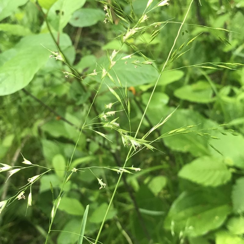 Sphenopholis pensylvanica, photographed by Summit Metro Parks