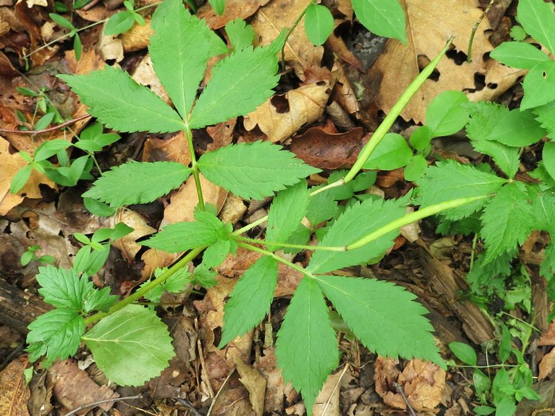 Hylomecon vernalis, photographed by Repina Tatyana