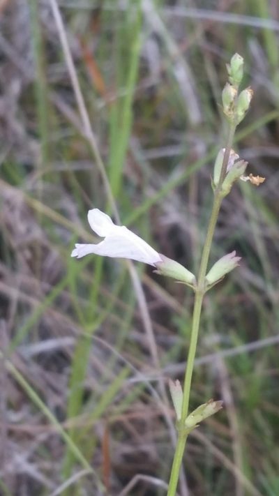 Physostegia godfreyi, photographed by Jay Horn