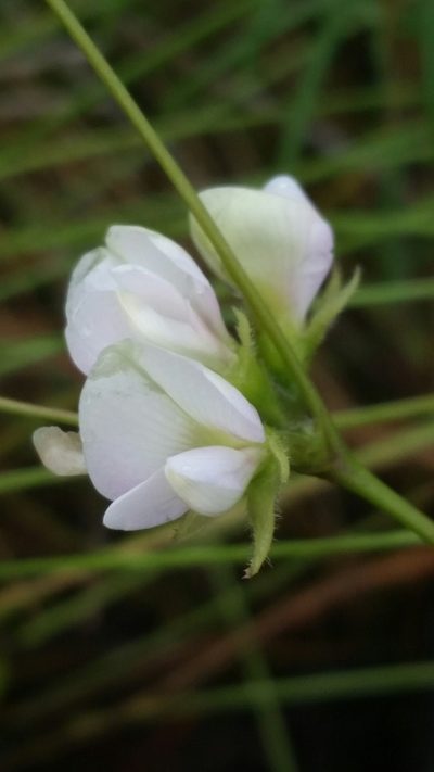 Galactia erecta, photographed by Jay Horn