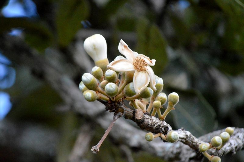 Eriotheca pubescens, photographed by Douglas