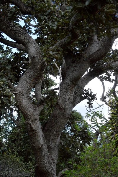 Eriotheca pubescens, photographed by Douglas