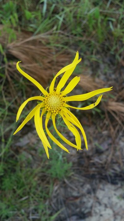 Phoebanthus tenuifolius, photographed by Jay Horn