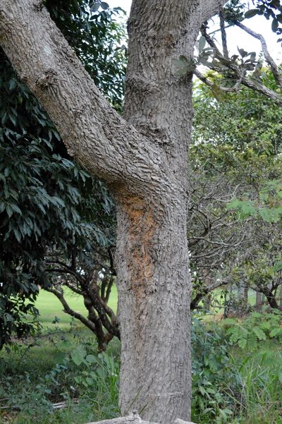 Eriotheca pubescens, photographed by Douglas