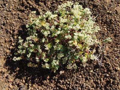 Euphorbia origanoides, photographed by drew_avery
