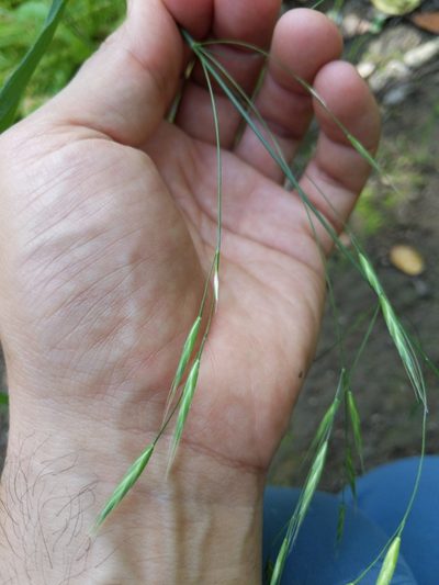 Bromus laevipes, photographed by Ken-ichi Ueda