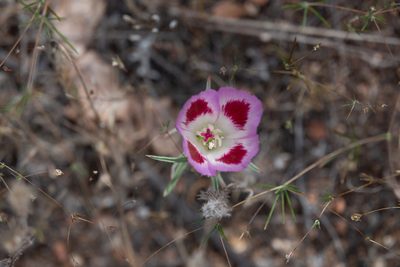 Clarkia speciosa, photographed by Kyle Nessen