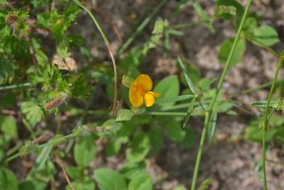 Zornia bracteata, photographed by Wes Copas