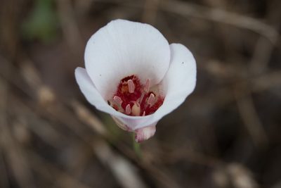 Calochortus simulans, photographed by Kyle Nessen
