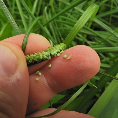 Carex emoryi, photographed by Summit Metro Parks
