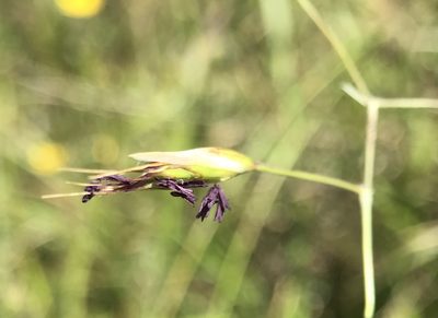 Danthonia californica, photographed by lemonsnapp