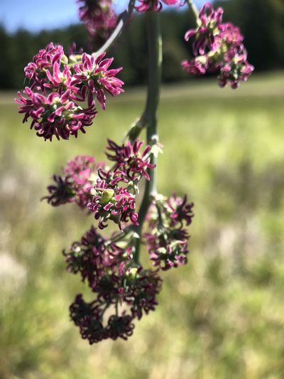 Thalictrum polycarpum, photographed by lemonsnapp