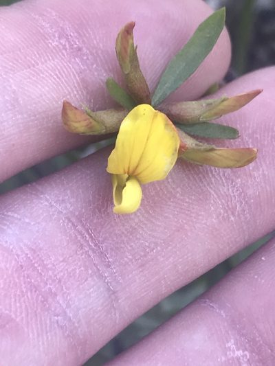 Acmispon utahensis, photographed by Stephanie Taylor