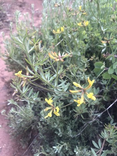 Acmispon utahensis, photographed by Stephanie Taylor