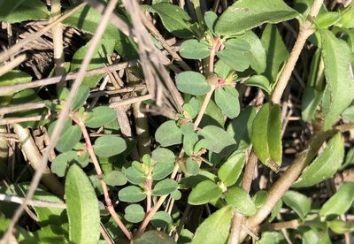 Euphorbia taihsiensis, photographed by Cheng-Tao Lin