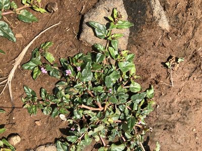 Boerhavia glabrata, photographed by Cheng-Tao Lin