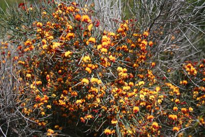 Daviesia horrida, photographed by Sean Frey