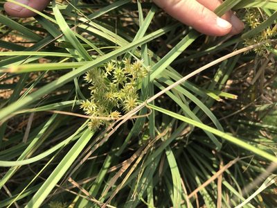 Cyperus javanicus, photographed by Cheng-Tao Lin