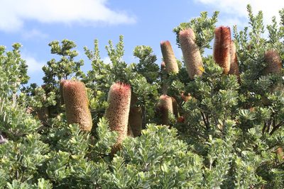 Banksia praemorsa, photographed by Sean Frey