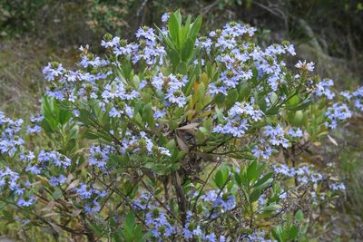 Scaevola nitida, photographed by Sean Frey