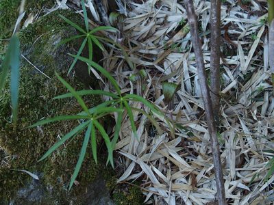 Arisaema consanguineum, photographed by Jerome Ko