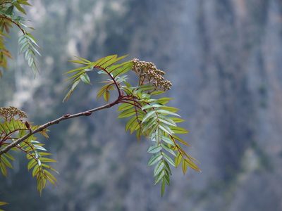 Sorbus randaiensis, photographed by Jerome Ko