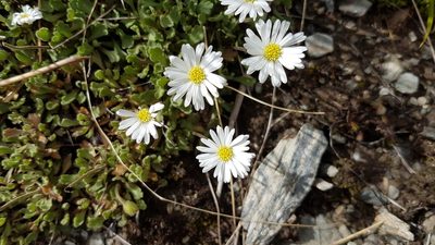 Brachyscome montana, photographed by rempson