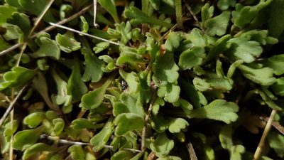 Brachyscome montana, photographed by rempson