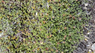 Leptinella pectinata, photographed by rempson