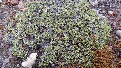 Myosotis uniflora, photographed by rempson