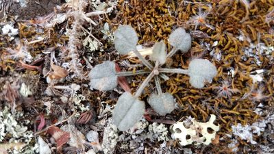 Convolvulus verecundus, photographed by rempson