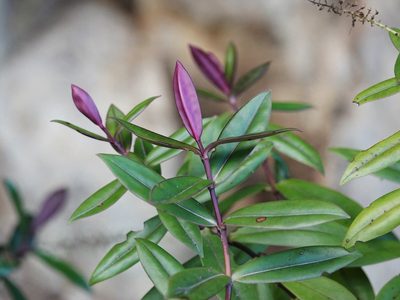 Veronica bishopiana, photographed by Jacqui Geux