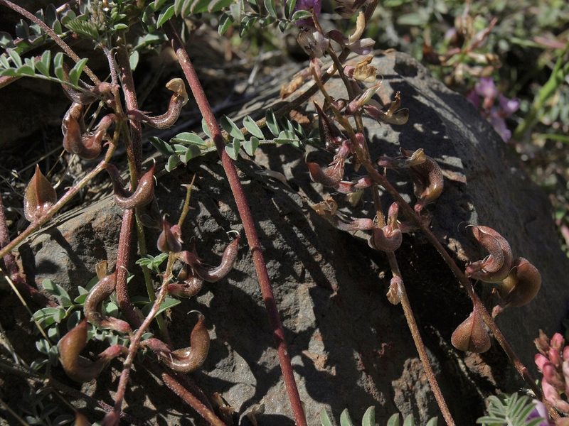 Astragalus inyoensis, photographed by Jim Morefield