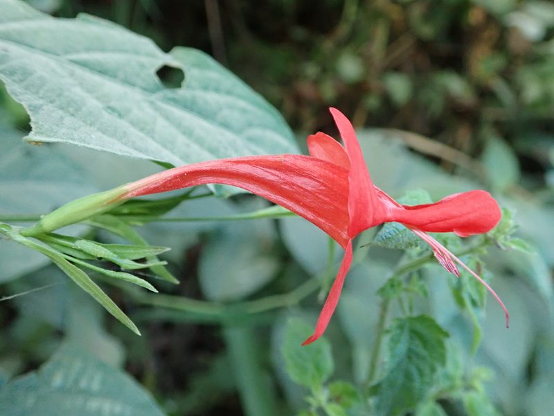 Ruellia macrophylla, photographed by Dr. Guido Bohne
