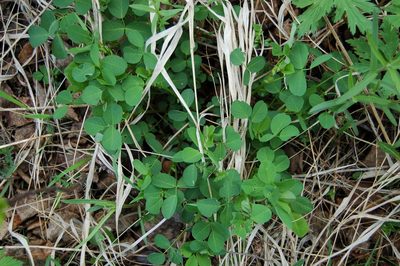 Medicago platycarpos, photographed by Alexander Dubynin