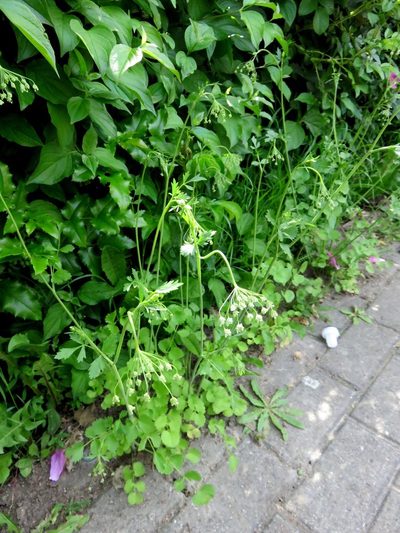 Pimpinella peregrina, photographed by Harald Schnöde (Schnde)