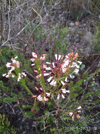 Erica filamentosa, photographed by Seth Musker