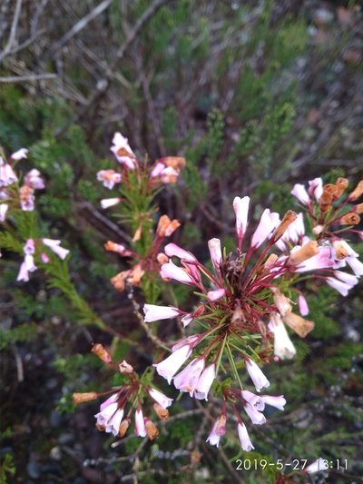 Erica filamentosa, photographed by Seth Musker