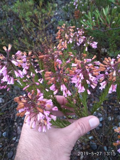 Erica filamentosa, photographed by Seth Musker