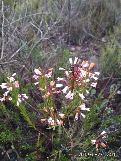 Erica filamentosa, photographed by Seth Musker