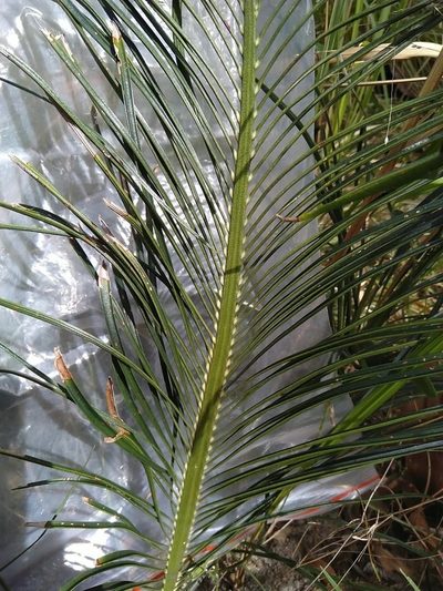 Macrozamia parcifolia, photographed by Tony van Kampen