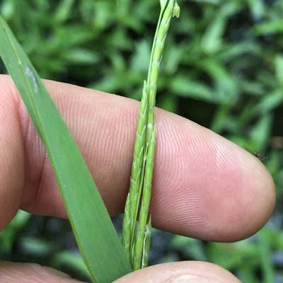 Glyceria septentrionalis, photographed by Summit Metro Parks