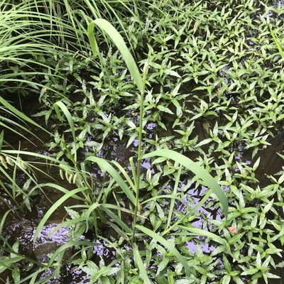 Glyceria septentrionalis, photographed by Summit Metro Parks
