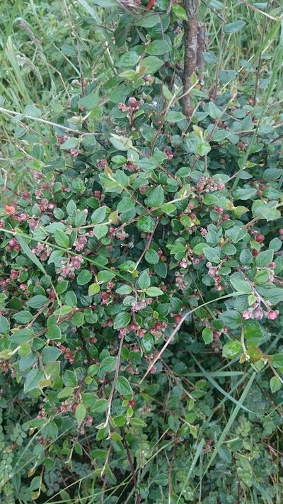 Cotoneaster dielsianus, photographed by purperlibel