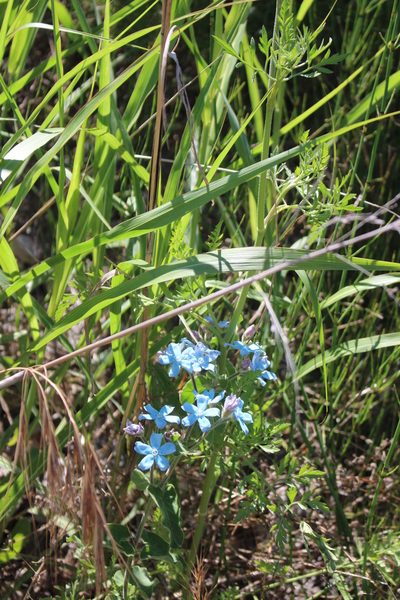 Oxypetalum coeruleum, photographed by Fabien Piednoir