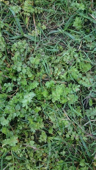 Helosciadium repens, photographed by purperlibel