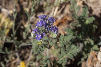 Phacelia popei, photographed by Henggang Cui