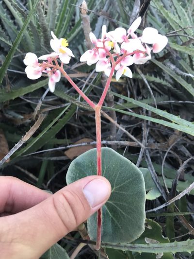 Begonia grisea, photographed by william_hoyer